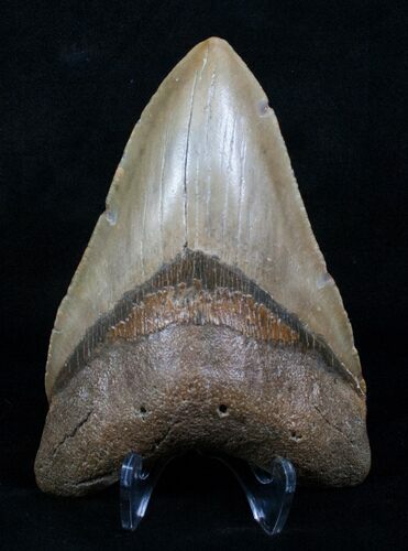 Inch Megalodon Shark Tooth #4182